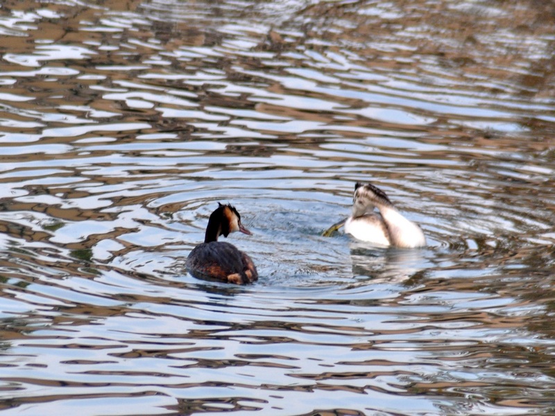 Podiceps cristatus